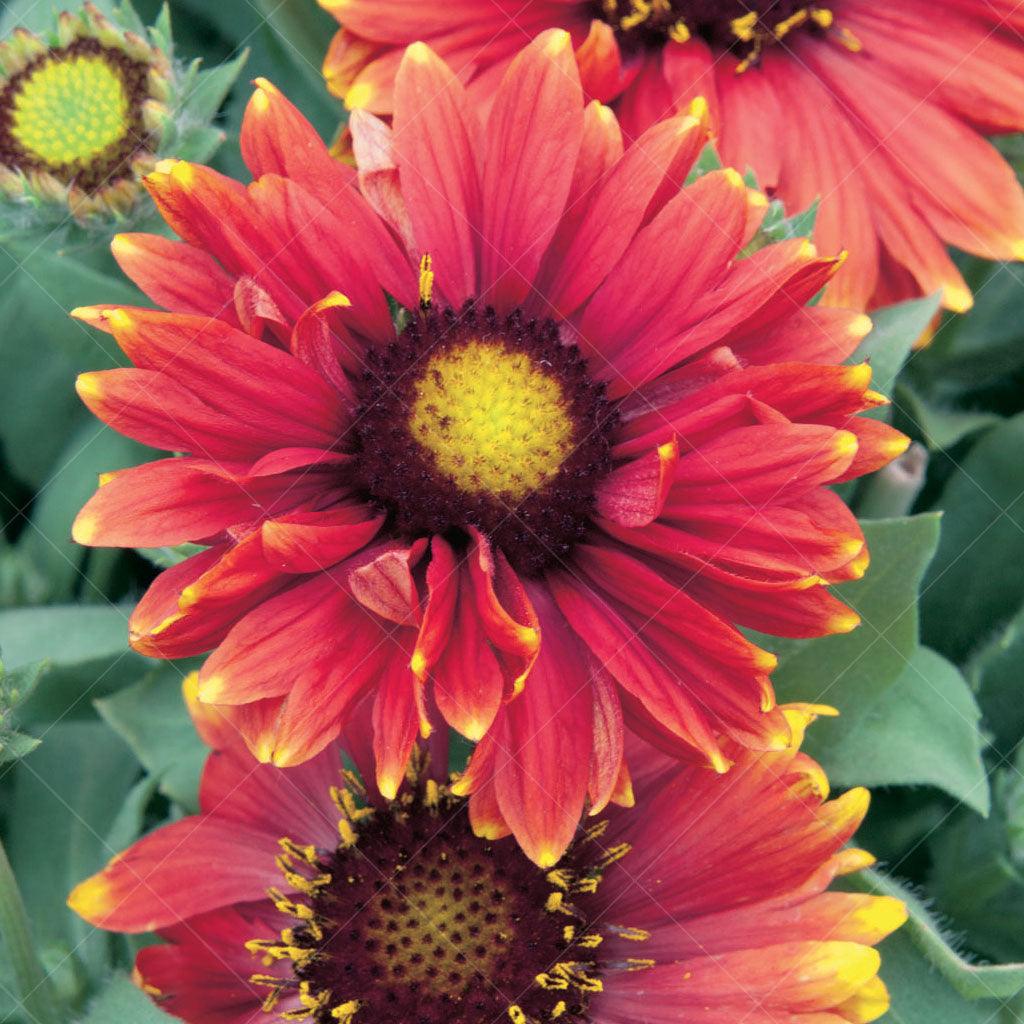 Arizona Red Shades Blanket Flower  # 1 SGC Cont