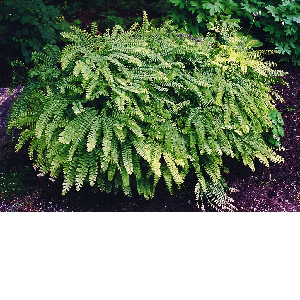 Northern Maidenhair Fern  # 1 SGC Cont