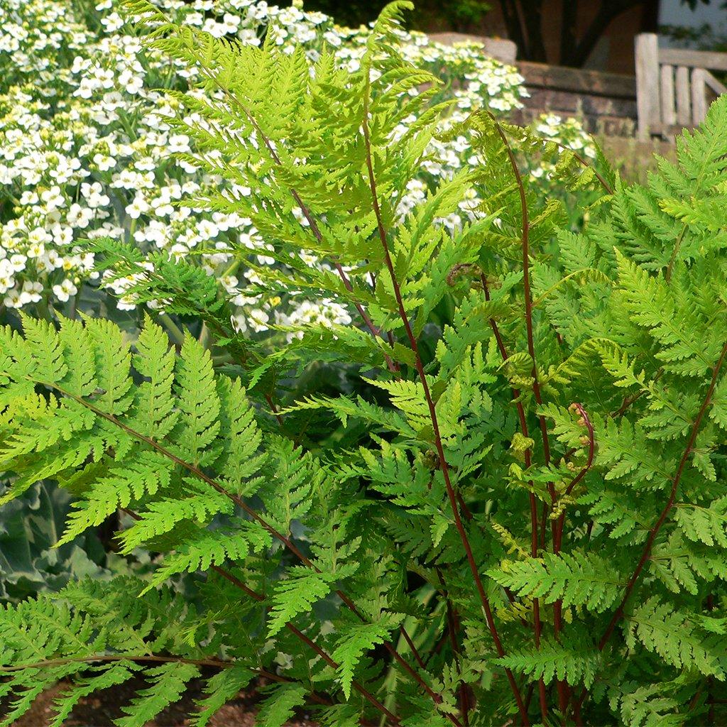 Lady In Red Lady Fern  # 1 SGC Cont