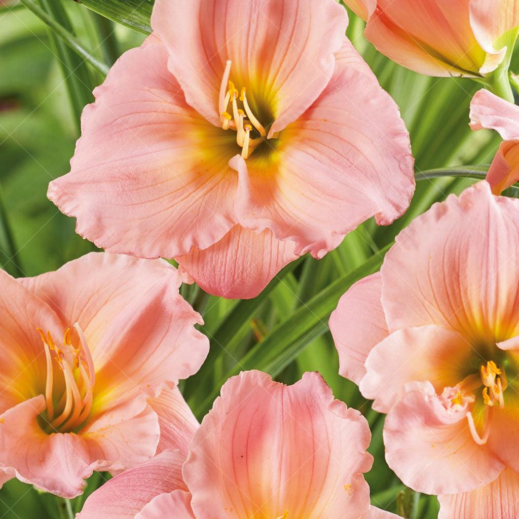 The Barbara Mitchell Daylily is a hardy perennial that brings soft pink blooms to the summer garden. These delicate flowers feature lovely, ruffled petals and a charming yellow-green throat. Rising above the lance-shaped foliage, the blooms are held on tall scapes, adding height and elegance to the landscape. Ideal for zone 3-9, spreading to 60cm. 
