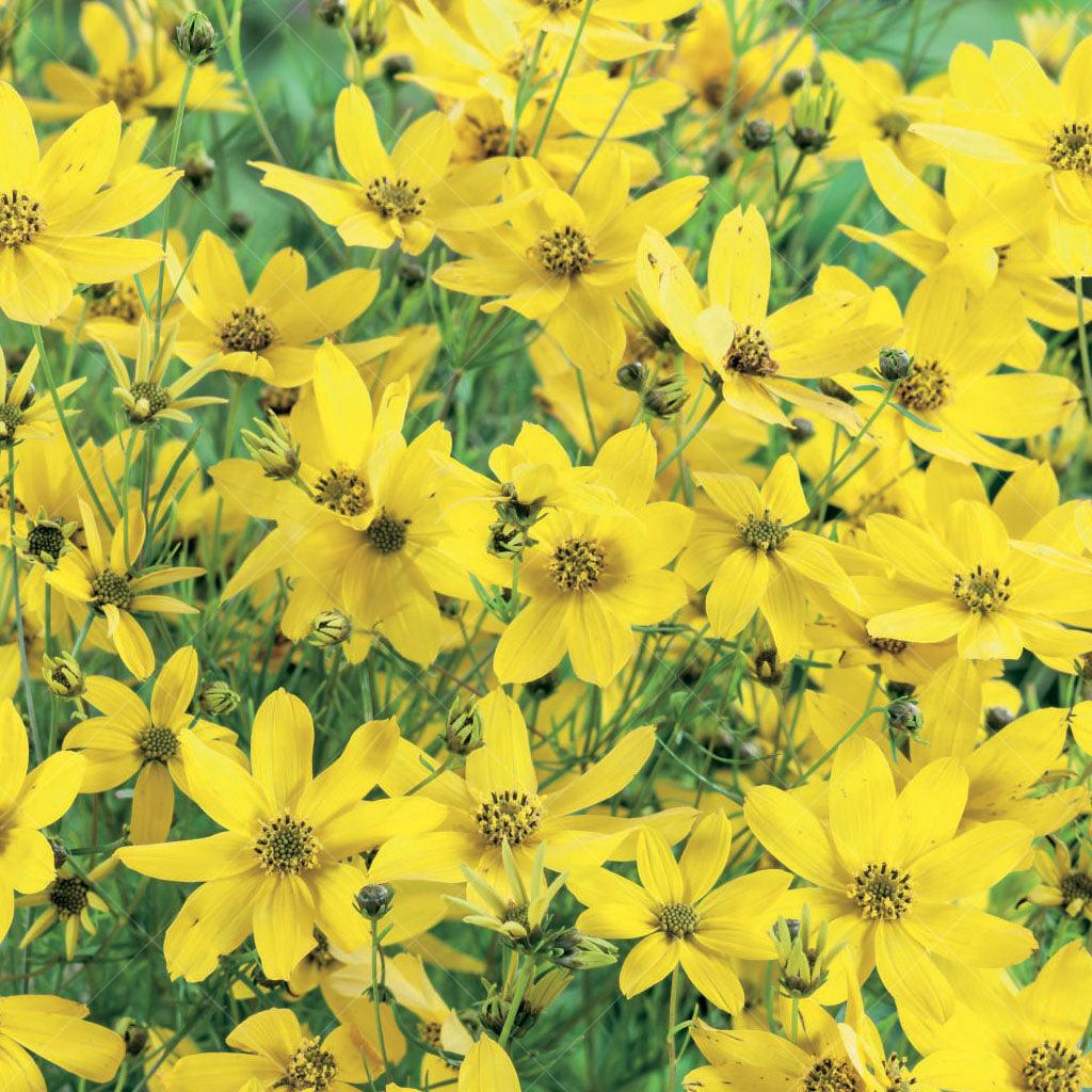 This variety of Tickseed features bright, golden flowers that bloom abundantly, creating a stunning visual display. The flowers stand tall on a small, rounded plant, adding vertical interest and a pop of color to your landscape. Thriving in full sun, the Zagreb Threadleaf Tickseed is perfect for sunny borders, rock gardens, or container plantings.