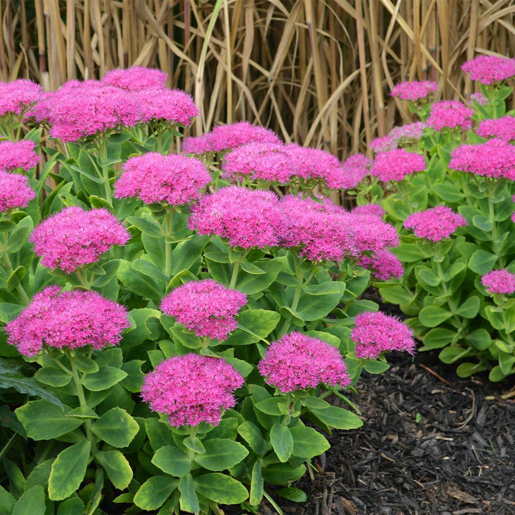 Create a vibrant, low-maintenance outdoor space with Autumn Joy Stonecrop. It can thrive in full sun, making it perfect for small-space gardening and mass planting. Plus, its hardy nature and ability to attract butterflies and hummingbirds make it a great option for low-water gardens.