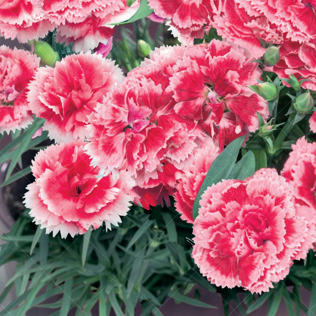 Introducing the Scent First® Coral Reef Pinks– a fragrant and stunning perennial that thrives in full sun. Whether you have a rock garden, a small-space garden, or plan to create a mass planting, this versatile plant is the perfect choice. With its captivating fragrance and vibrant coral blooms, it adds beauty and charm to any setting. Compact enough for small spaces and suitable for container gardening, it fills your garden with delightful scents and visually stunning displays. 