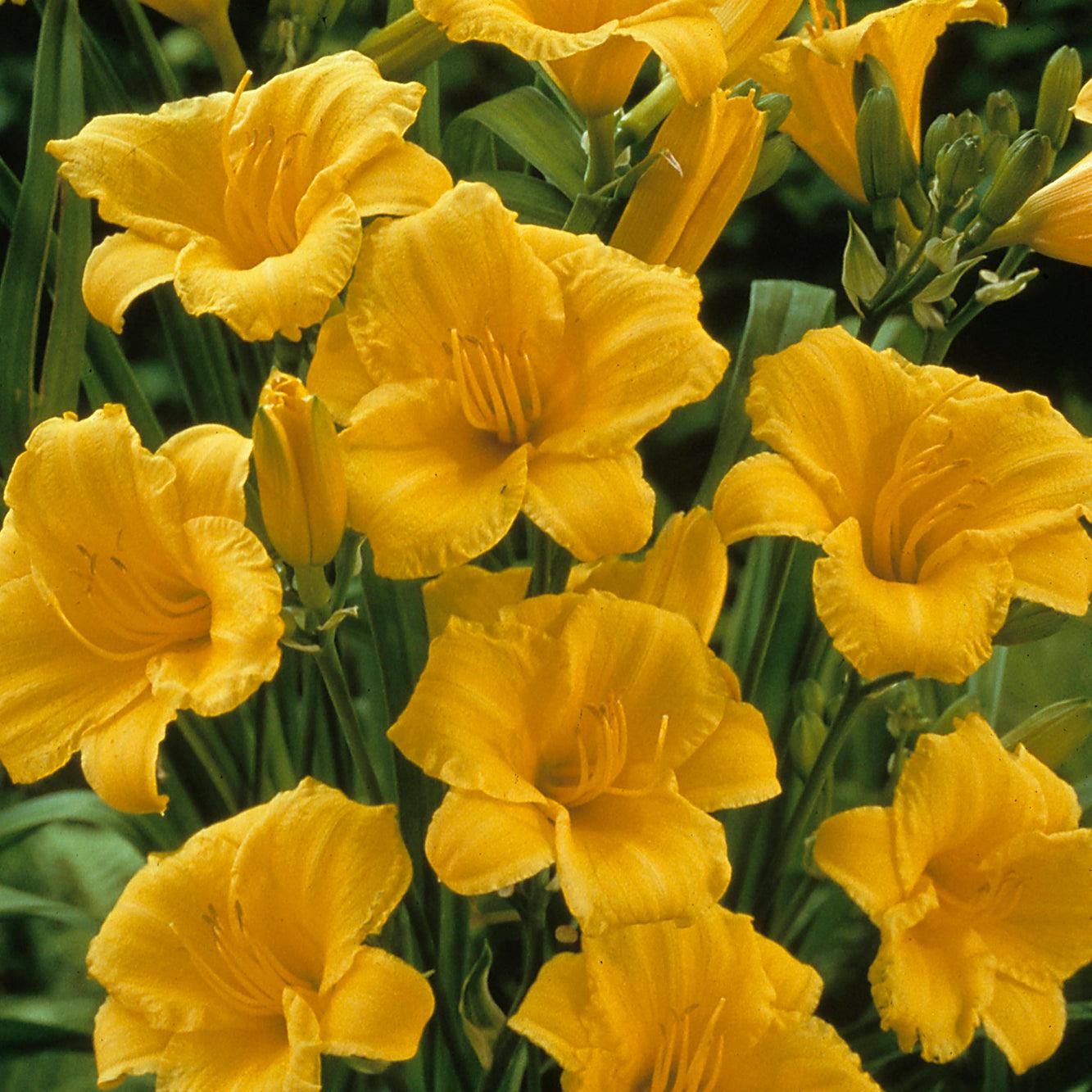 Stella D'Oro Daylily is a popular and reliable perennial known for its abundant clusters of beautiful yellow blooms. The flowers measure approximately 2.5 inches in diameter and continue to rebloom throughout the early fall, providing a long-lasting display of color in the garden. 