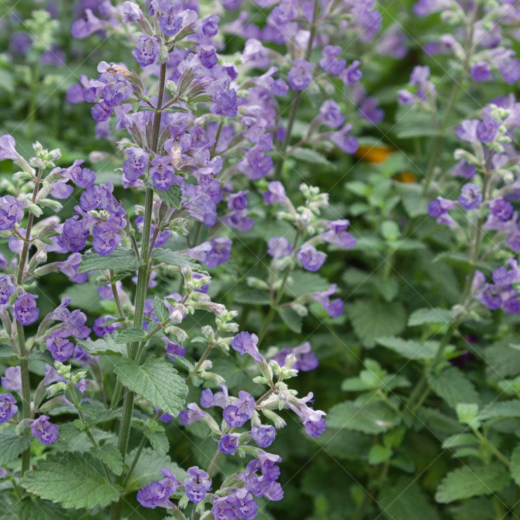 This variety of Catmint features long-lasting clusters of vibrant lavender-blue flowers that bloom abundantly, creating a stunning display of color. The flowers not only attract pollinators but also emit a delightful fragrance that fills the air. Complementing the blooms is the aromatic grey-green foliage, which adds texture and interest to the plant. Thriving in full sun, the Purrsian Blue Catmint is perfect for sunny borders, rock gardens, or container plantings.