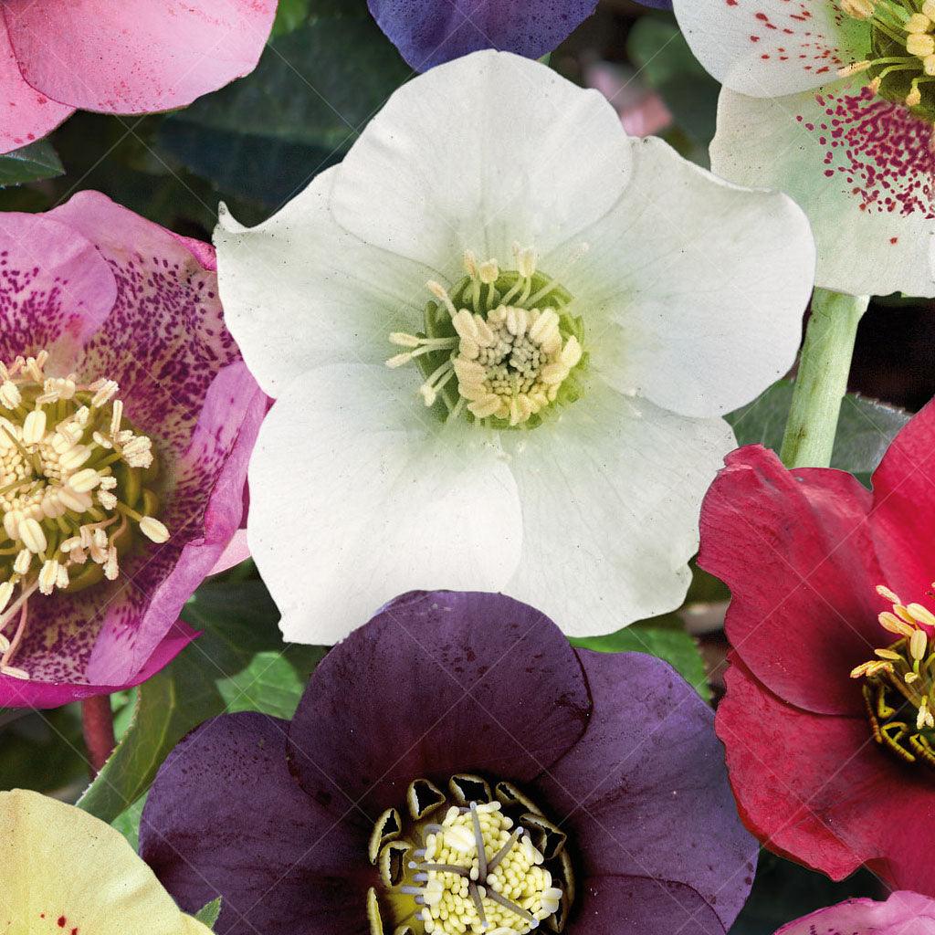 Lenten Rose