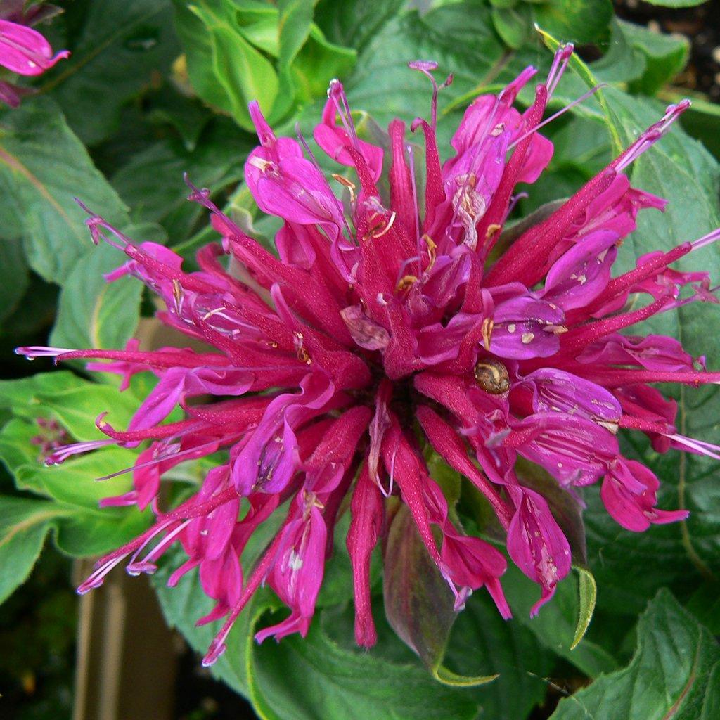 Grape Gumball Sugar Buzz Bee-Balm  # 1 SGC Cont