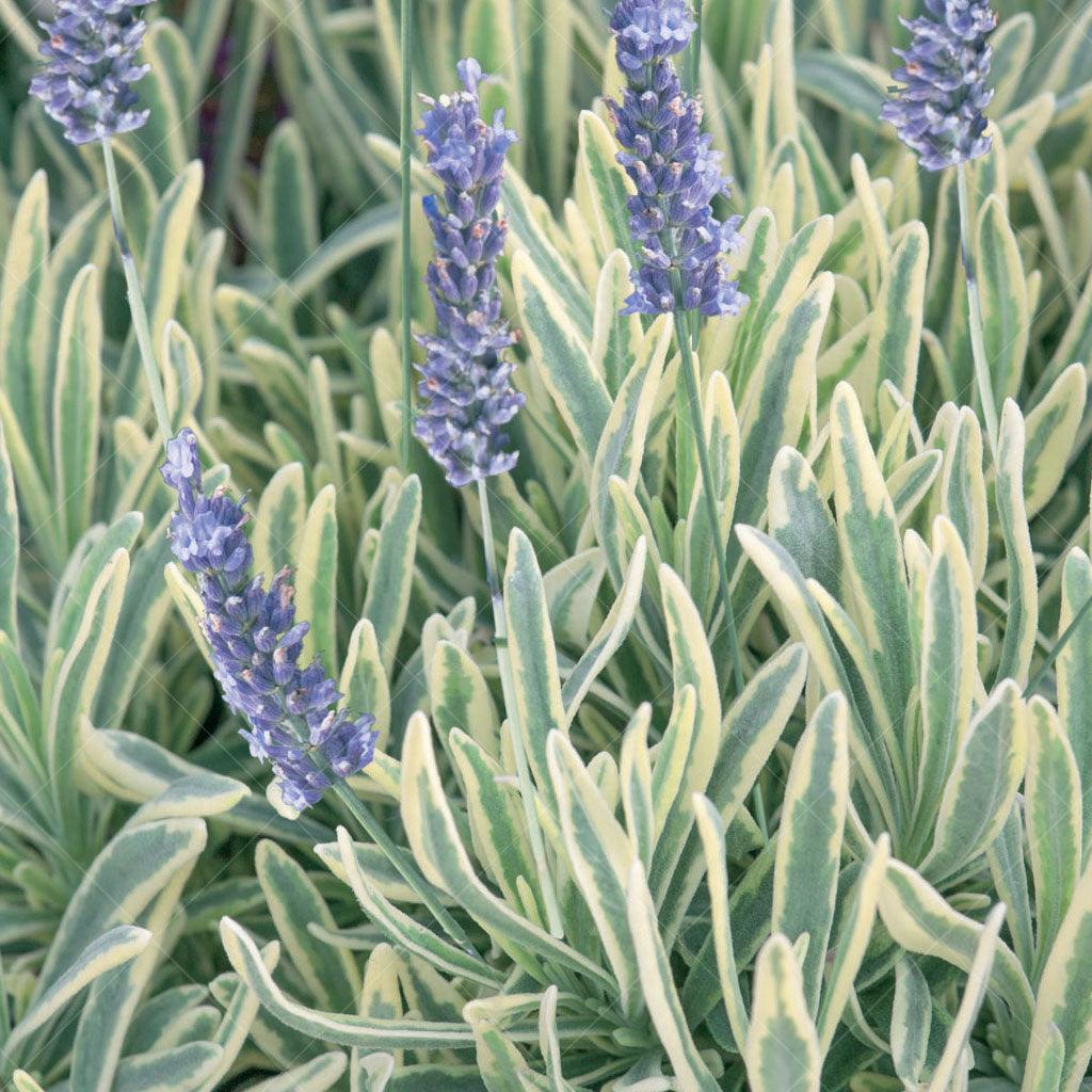 This lavender variety features narrow, grey-green leaves with striking cream-colored margins, creating a beautiful contrast and adding visual interest to the plant. In summer, fragrant lavender-blue flowers bloom abundantly, attracting pollinators and filling the air with a delightful aroma. With its dense and compact mound-like growth habit, Platinum Blonde® Lavender is perfect for borders, containers, or as a focal point in the garden.