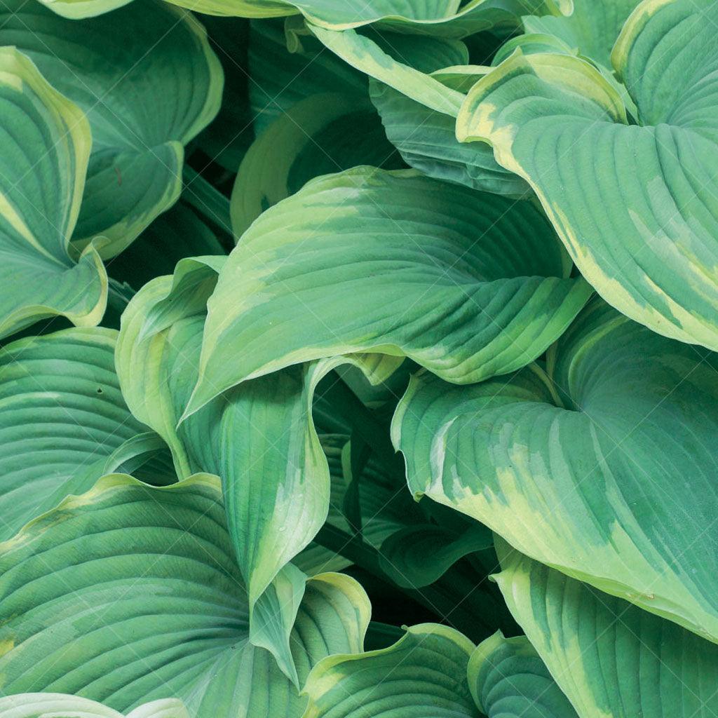 Earth Angel Hosta  # 1 SGC Cont