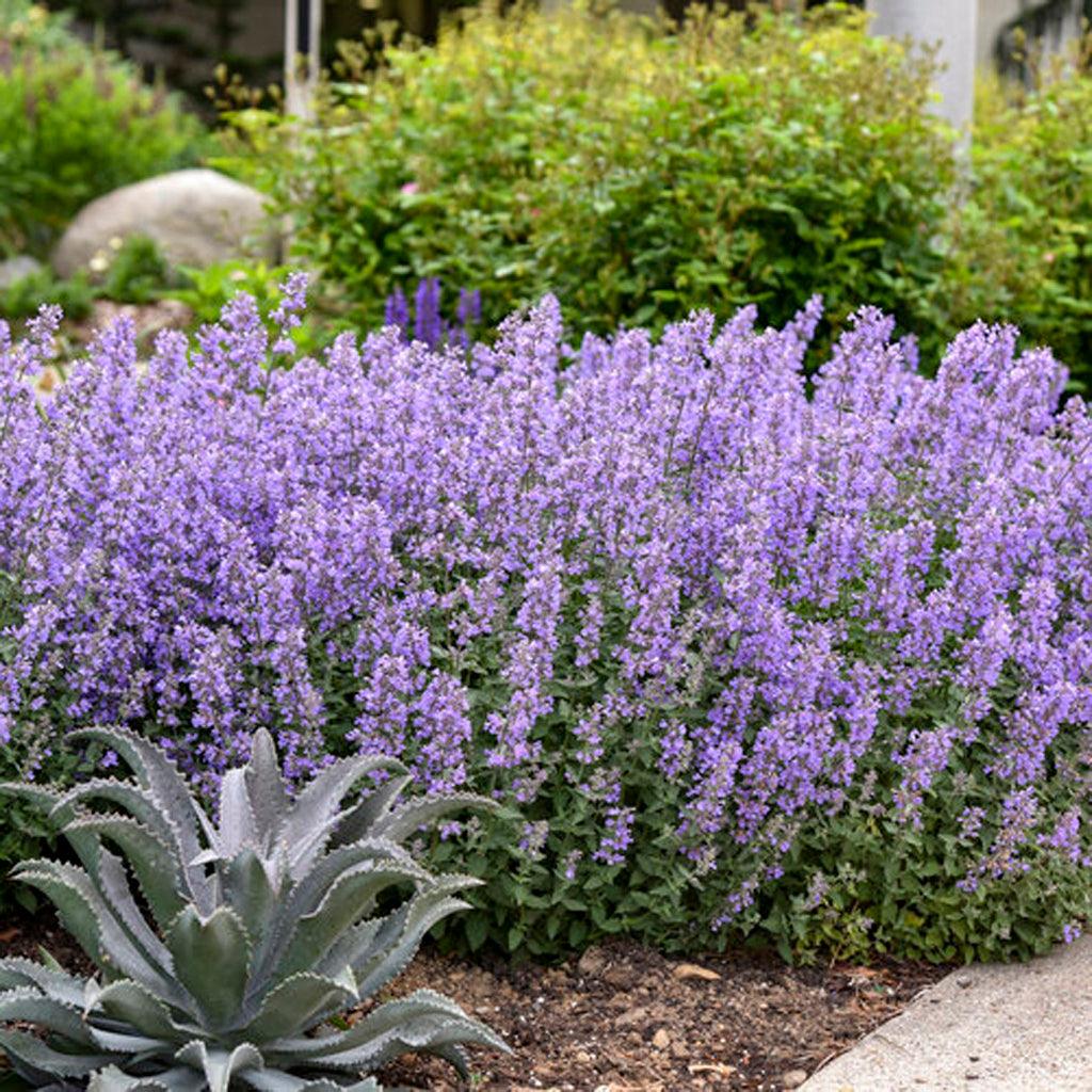 Cat's Meow Catmint is a vibrant and delightful perennial that features dense and colorful flowers. Its mounding form stays upright, creating an attractive display in the garden. The beautiful blooms of Cat's Meow Catmint are not only visually appealing but also attract hummingbirds, bees, and butterflies, making it a pollinator-friendly choice.