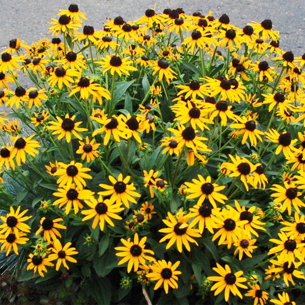 Little Goldstar Black-eyed Susan  # 1 SGC Cont