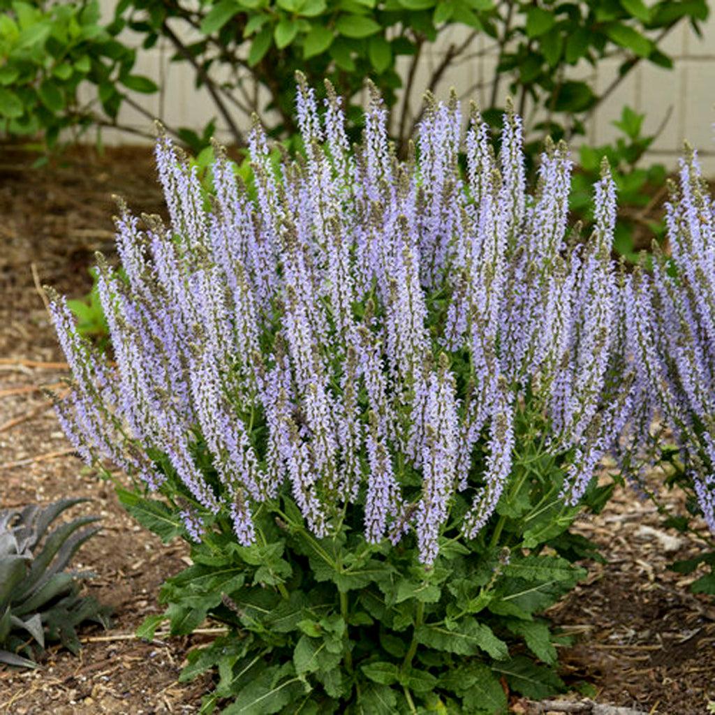 Color Spires® Crystal Blue Perennial Sage Pw® # 1 PW Cont