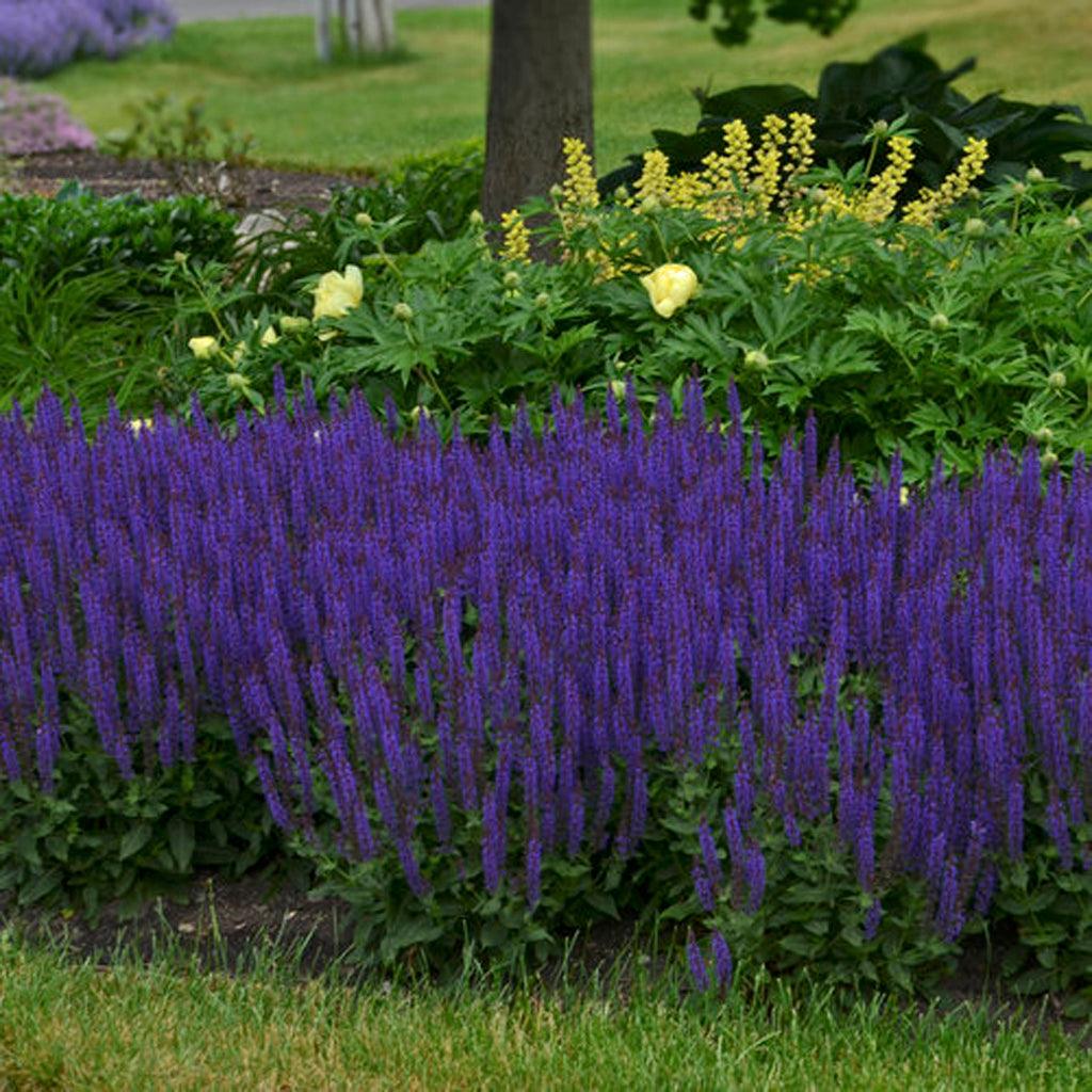 Color Spires® Violet Riot Perennial Sage Pw® # 1 PW Cont