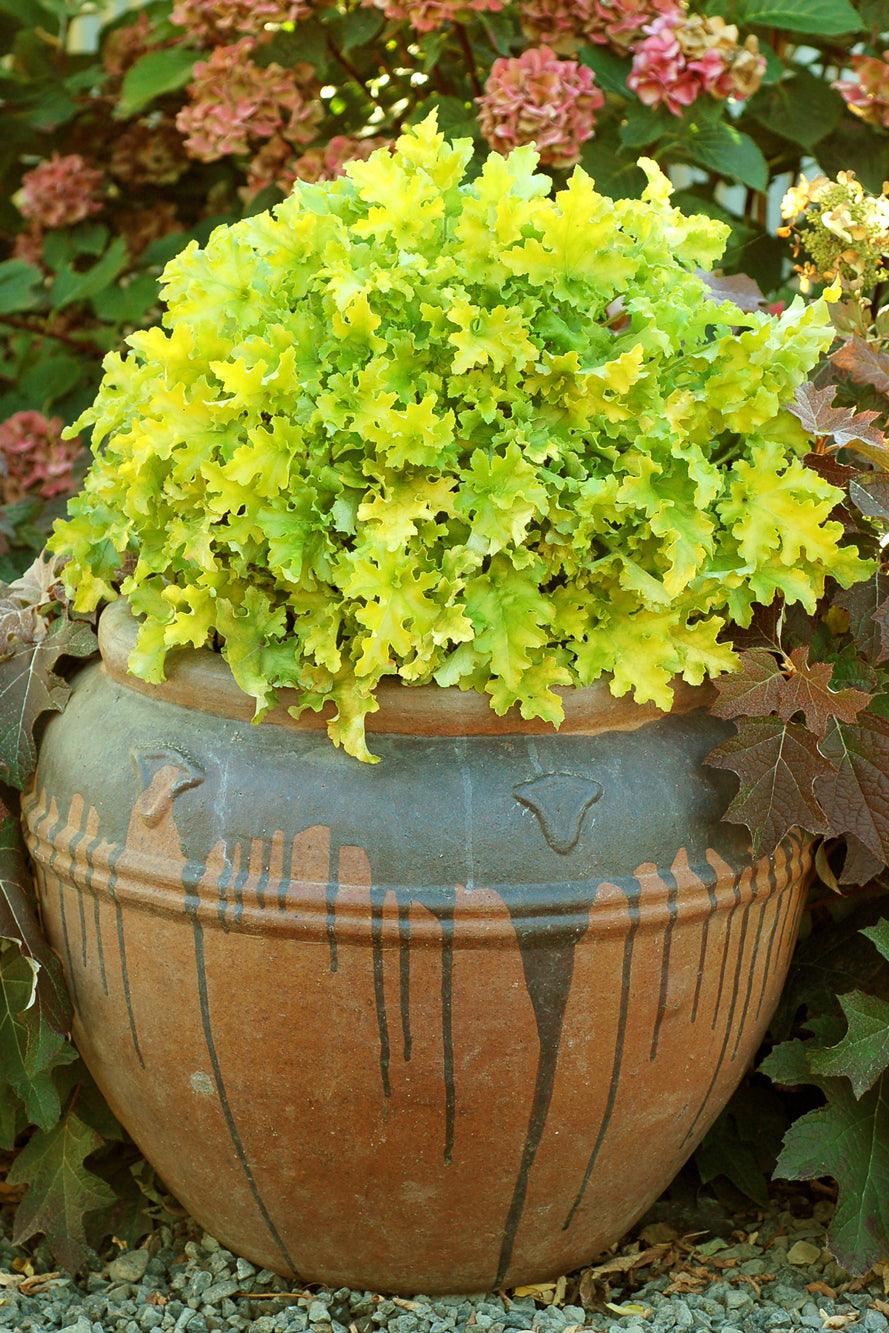Introducing the Marmalade Lime Marmalade Coral Bells, a vibrant and eye-catching addition to your garden. This variety of coral bells features scalloped leaves in a striking bright lime color, forming a large and attractive mound that brings a splash of color to any shady area. The foliage adds a lively and refreshing touch to your landscape, creating a focal point that is sure to catch the eye.