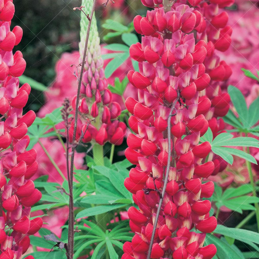 Popsicle Red Lupine  # 1 SGC Cont