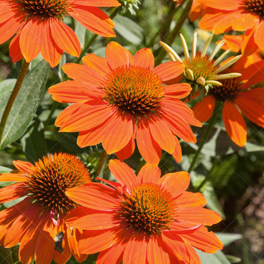 This Coneflower variety showcases beautiful orange flowers with a matching orange cone, creating a striking visual impact. The richly hued blooms are complemented by dark green foliage, providing a beautiful contrast and enhancing the overall beauty of the plant. Thriving in full to part sun, the Sombrero® Adobe Orange Coneflower is well-suited for sunny borders, cottage gardens, or mixed perennial beds.