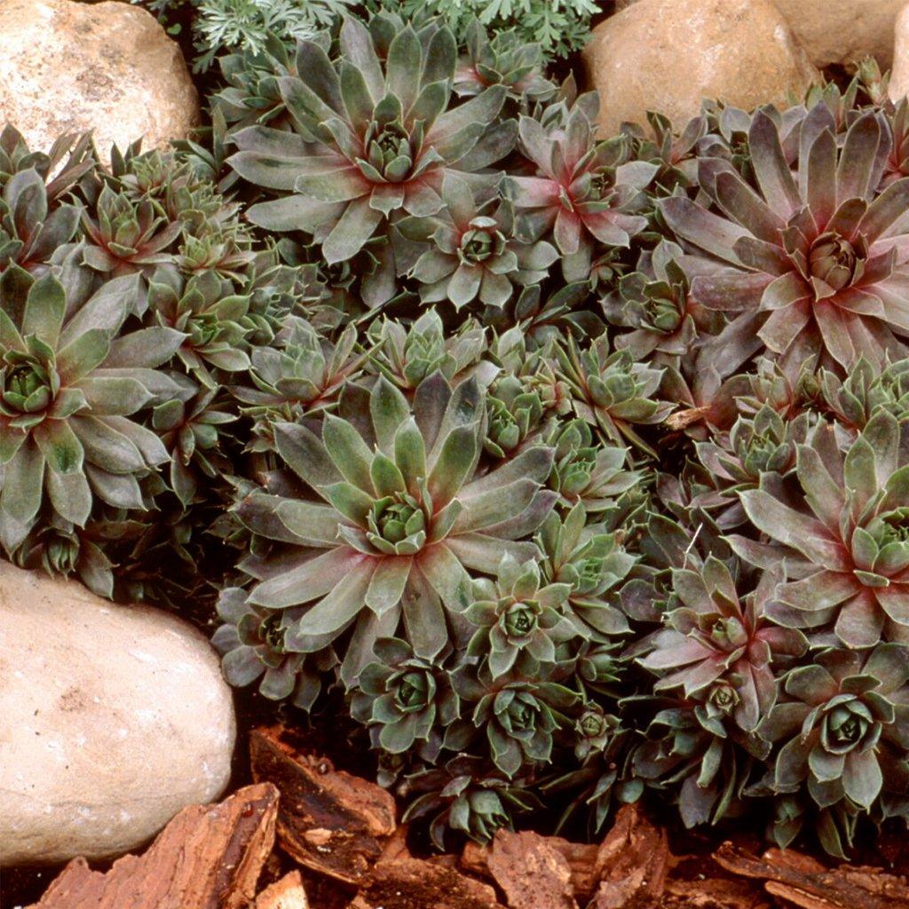 A resilient and visually captivating succulent that thrives in full sun. This drought-tolerant plant is perfect for small-space gardening, rock gardens, mass plantings, and container gardening. With its vibrant purple hues and compact rosette shape, it adds a splash of color and texture to any outdoor or indoor space.