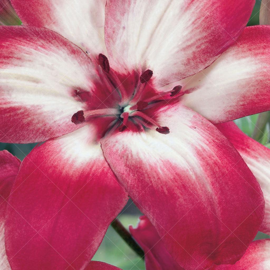 The Asiatic Lily - Tiny Diamond is a diminutive version of the popular lily, perfect for mixed containers or massing in a stunning display. Its bright rosy, red petals with white feathering near the base and a deep pink center create a striking visual contrast. Not only is it visually appealing, but it also serves practical purposes, attracting butterflies and bees while being suitable for cut flower arrangements. 