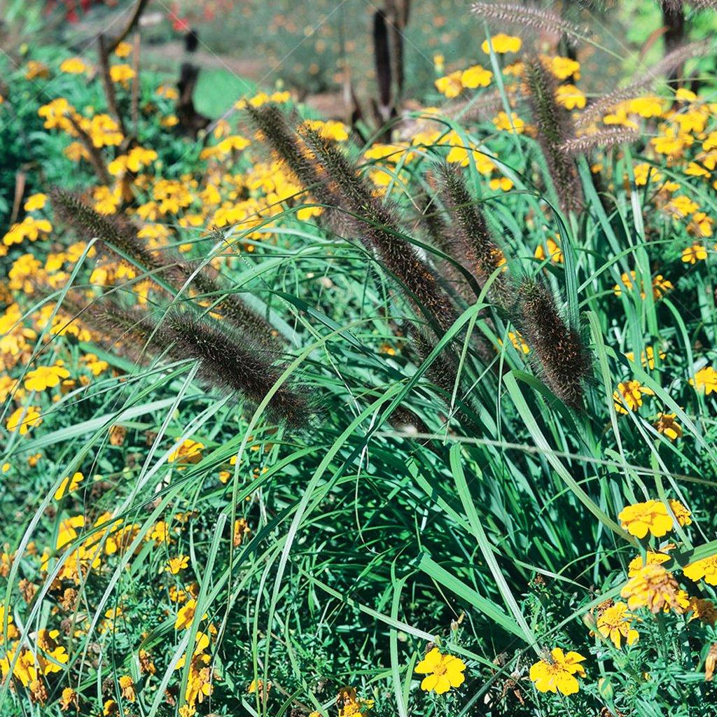 A captivating perennial grass that adds a bold burst of color to your garden. With its large plumes suffused with deep, rich rosy-red hues, this grass is truly eye-catching and demands attention. The striking coloration of the plumes creates a vibrant focal point in your landscape, providing a dramatic contrast against the surrounding greenery.