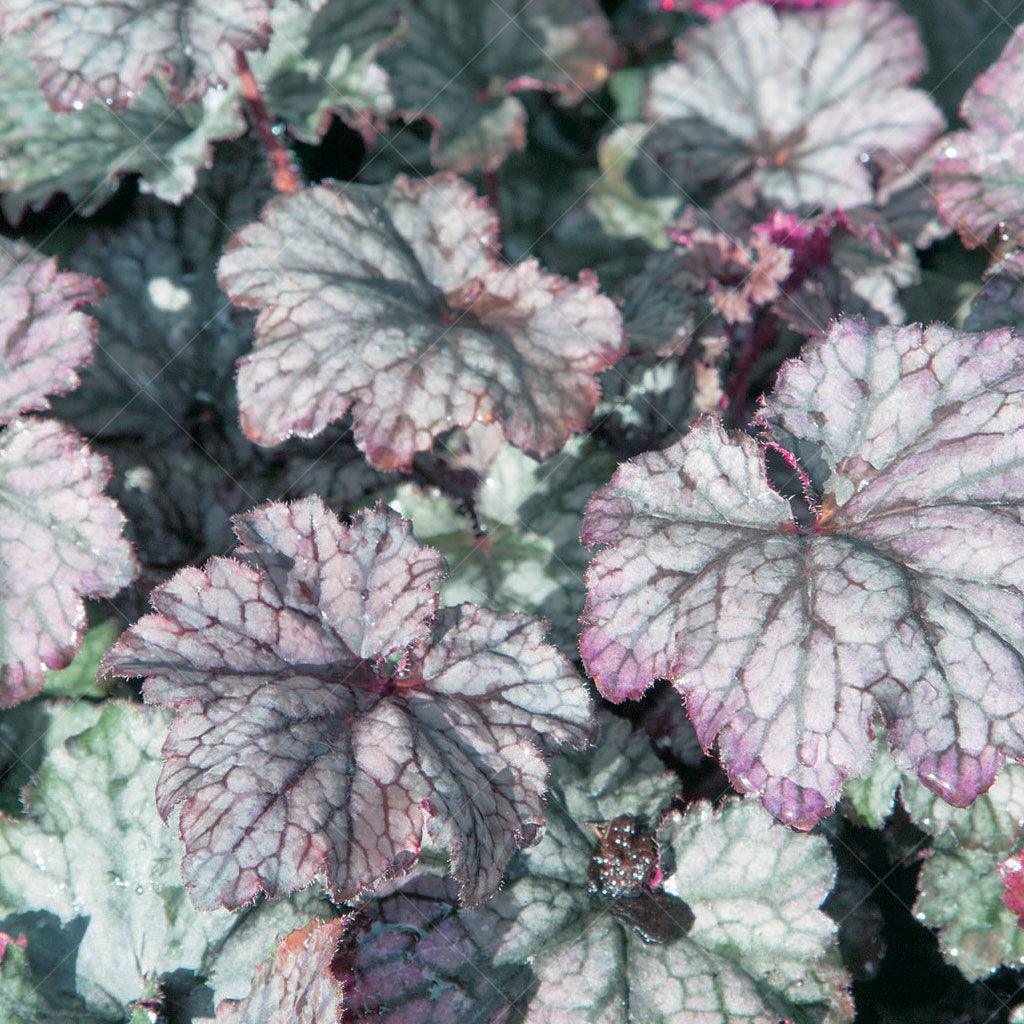 Frosted Violet Fancy-Leaf Coral Bells