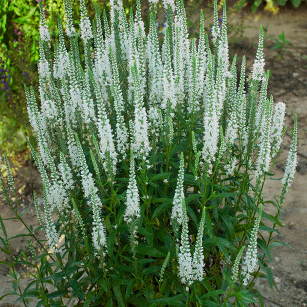The elegant white blooms create a striking contrast against the lush foliage, adding a touch of elegance to any garden or landscape. This variety is known to attract bees and butterflies, bringing a lively and dynamic element to your outdoor space. 