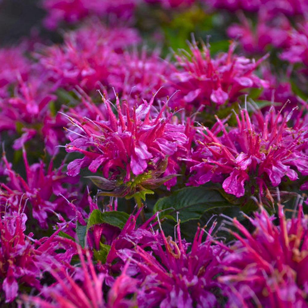 Pardon My Purple Bee-Balm is a stunning perennial featuring vibrant fuchsia-purple flowers that bloom during the summer months. The eye-catching blooms not only add a pop of color to your garden but also attract a variety of pollinators, including bees, butterflies, and hummingbirds.
