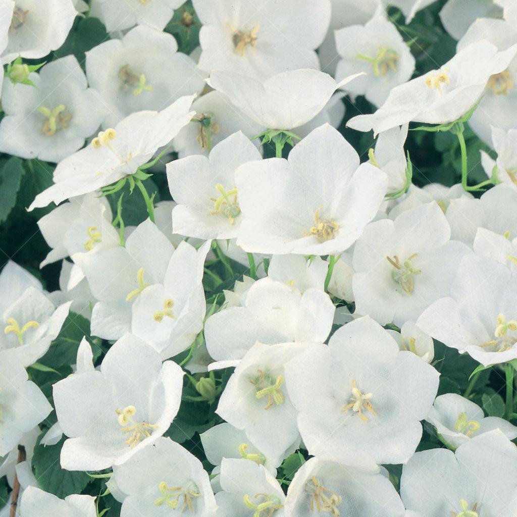 Introducing the Rapido White Bellflower #1 Container – a versatile and enchanting perennial that thrives in full sun. Whether you&#39;re creating a rock garden, mass planting, tending to a small-space garden, showcasing a striking specimen plant, or embarking on container gardening, this bellflower is the perfect choice.