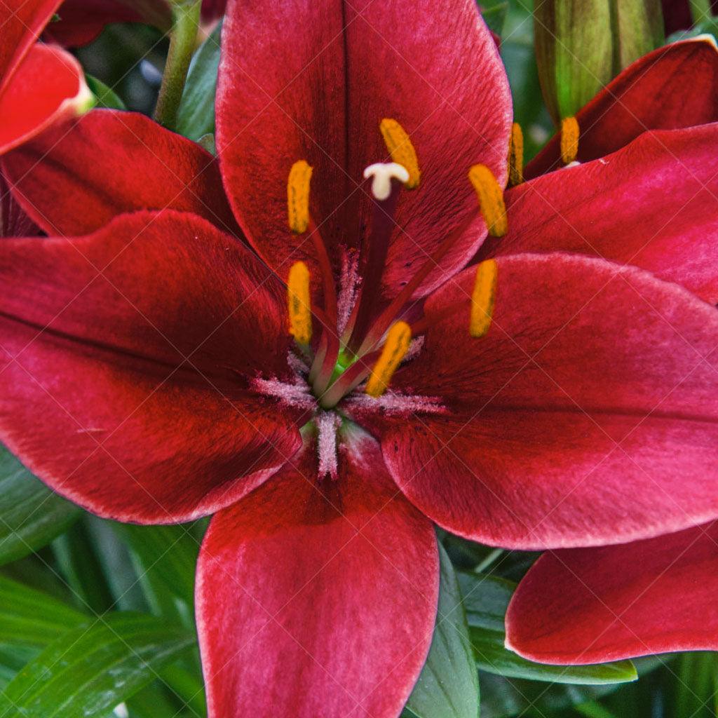 Asiatic Lily - Tiny Rocket