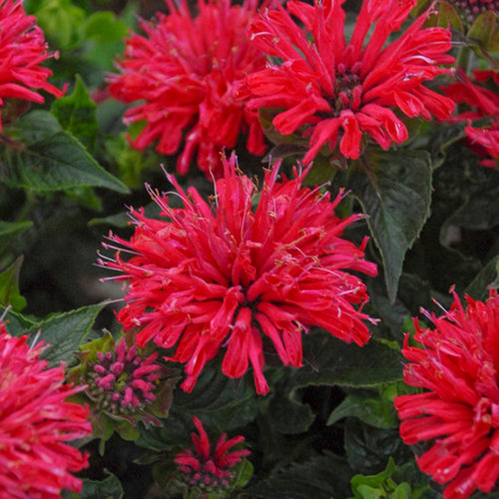 Pardon My Cerise Bee Balm Pw # 1 PW Cont