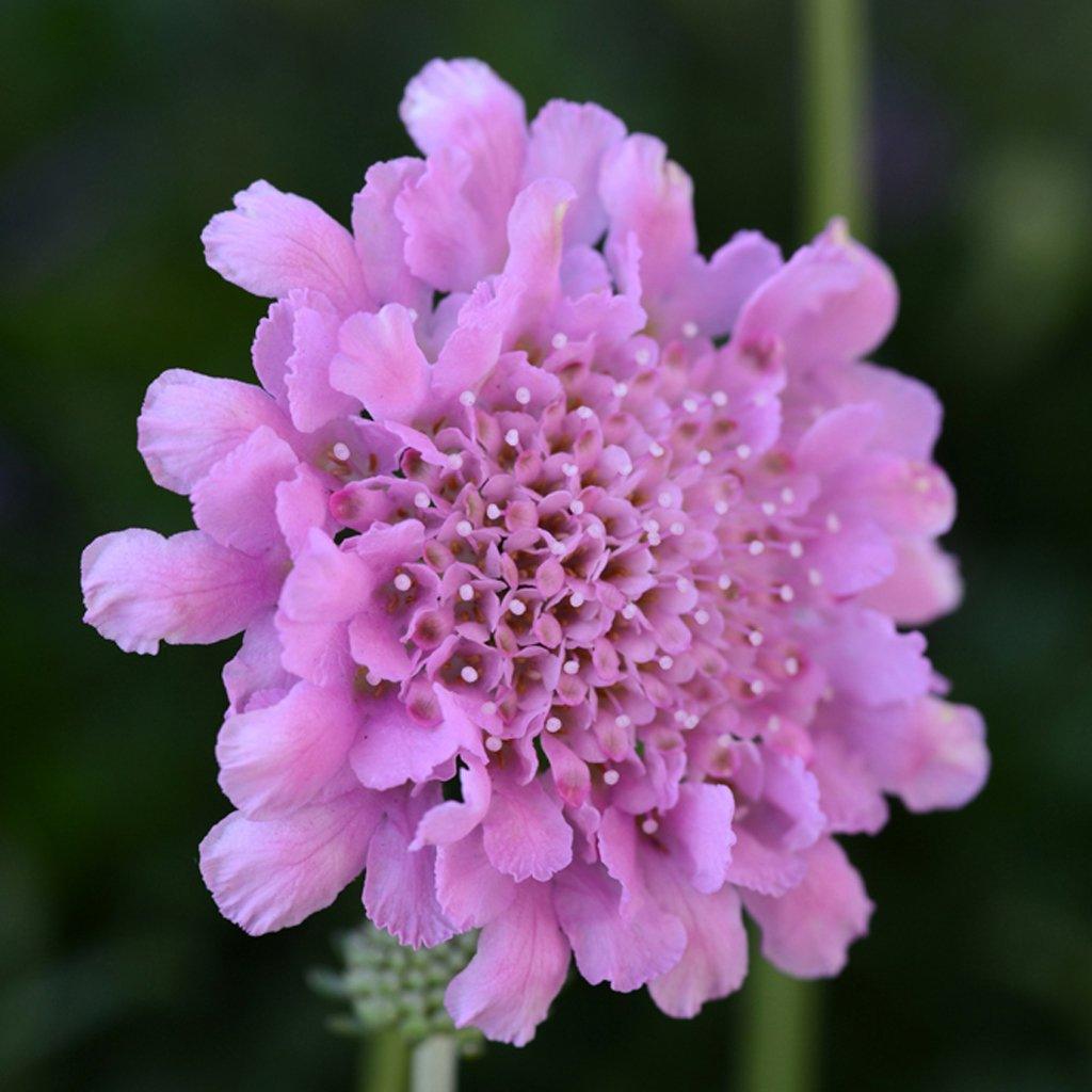 Flutter™ Rose Pink Pincushion Flower