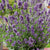 SuperBlue English Lavender