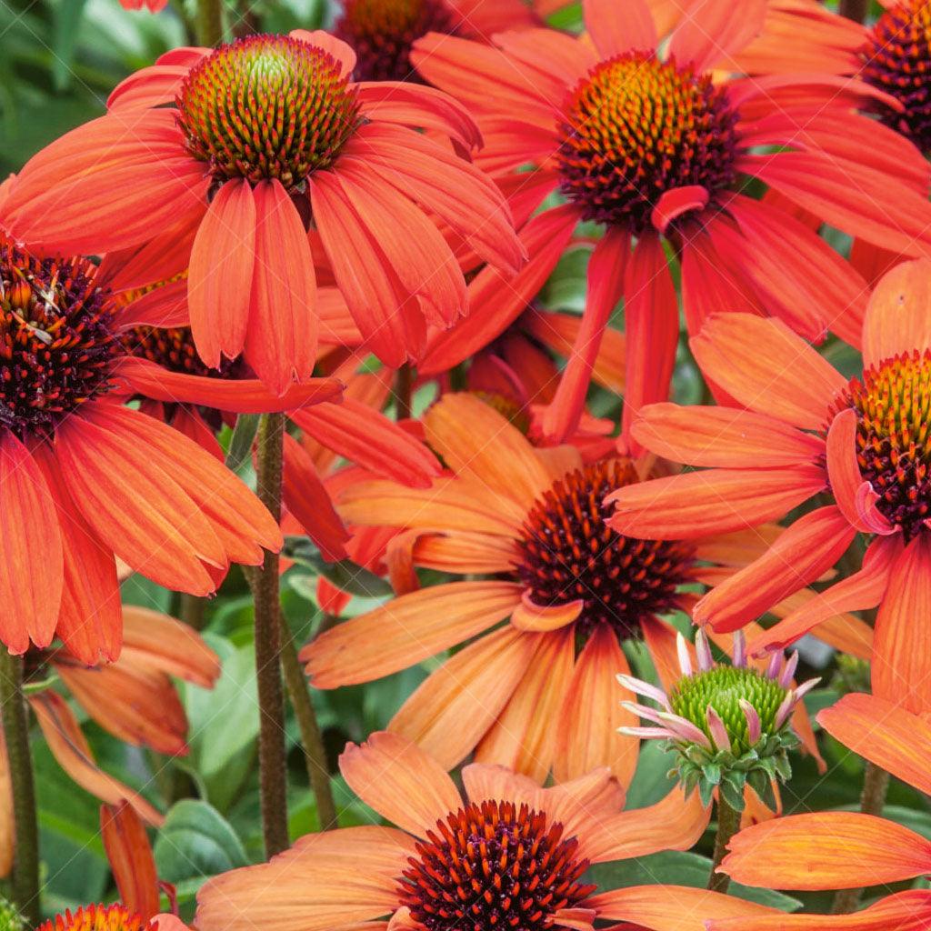 Kismet® Intense Orange Coneflower