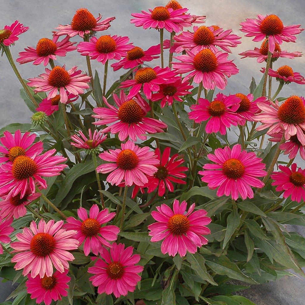 Kismet™ Raspberry Coneflower