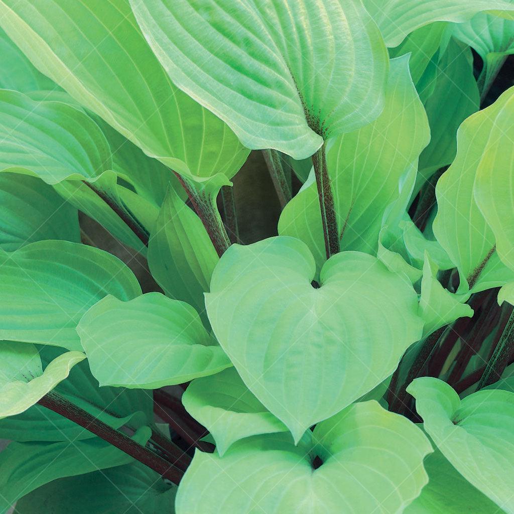 This Hosta variety boasts striking foliage with bright yellow leaves that feature contrasting red petioles, creating a fiery and dynamic display. The leaves have a smooth texture and an attractive heart-shaped form. Fire Island Hosta produces lavender flowers on tall scapes that rise above the foliage, adding a touch of elegance to the plant. Thriving in part to full shade, it is well-suited for shaded areas or under tree canopies. 