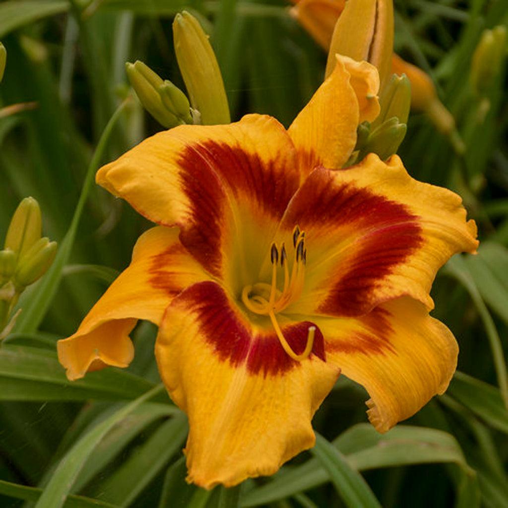 Rainbow Rhythm® Tiger Swirl Daylily Pw® # 1 PW Cont