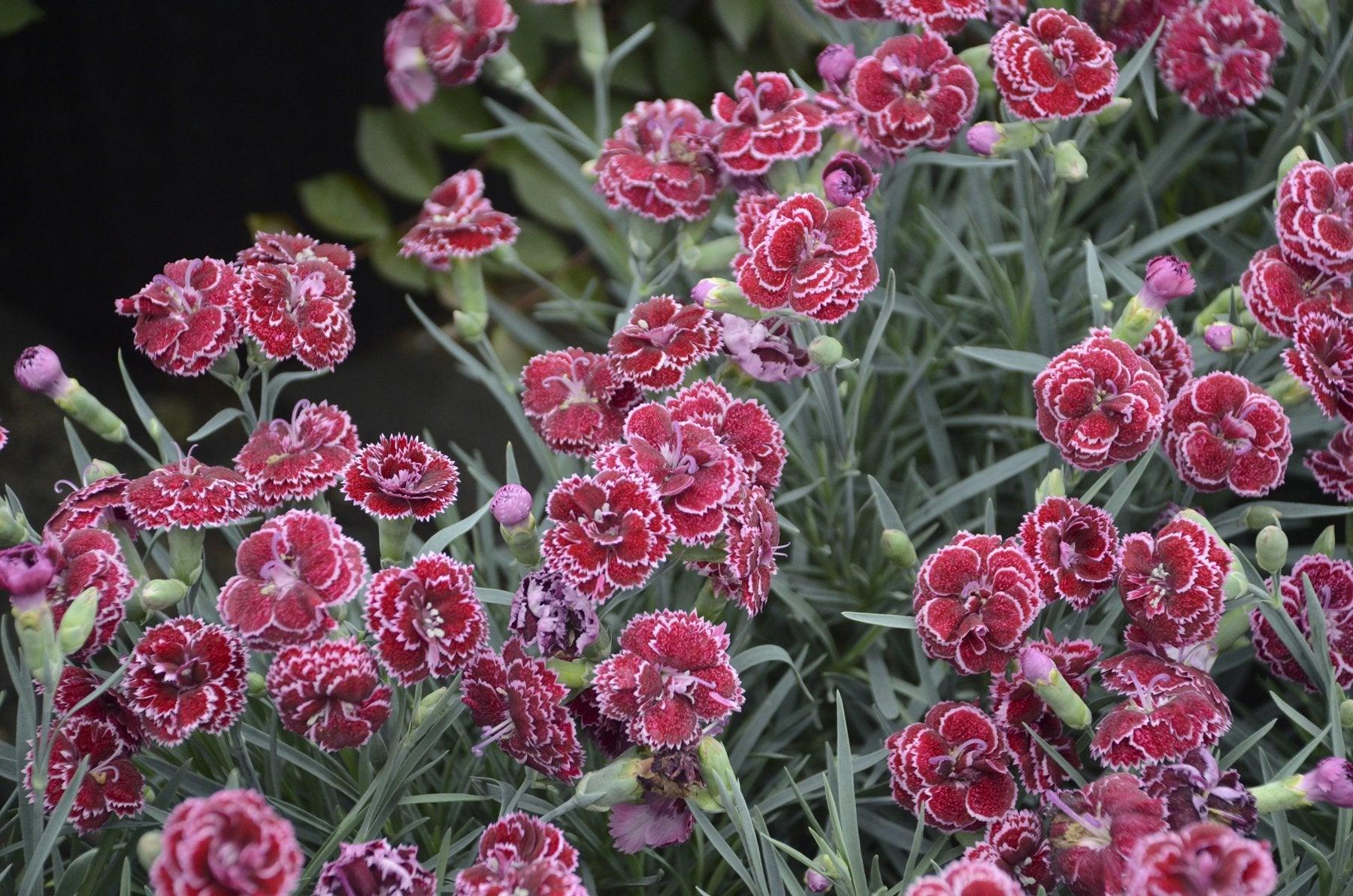 The Fruit Punch® Black Cherry Frost Pinks PW® is a captivating perennial plant that thrives in various conditions, from part sun to full sun. With a mature height of approximately 25cm and a spread of 30cm, it is a versatile plant that can be used in borders, containers, or rock gardens. Ideal for zones 4-9. 