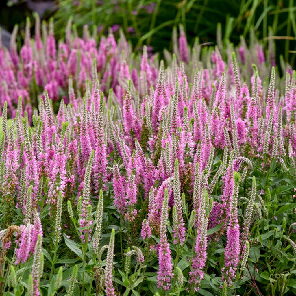The Magic Show Pink Potion Spike Speedwell is a delightful perennial that showcases beautiful baby-pink flower wands. These charming blooms rise above a rounded, low clump of deep green foliage, creating a lovely contrast. Not only is this plant visually appealing, but it also attracts bees and butterflies, making it a great addition to pollinator gardens.