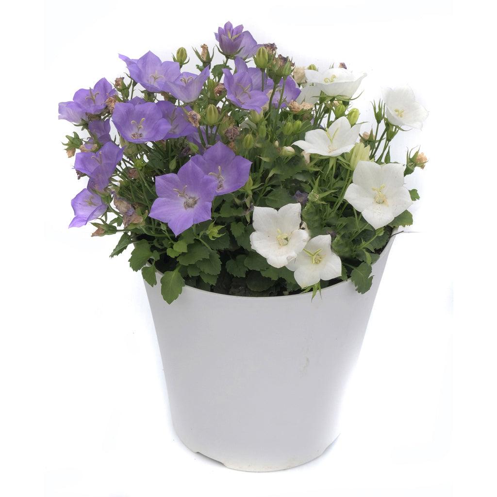 Rapido Blue & Rapido White Bellflower (Mix) #1 CP Cont