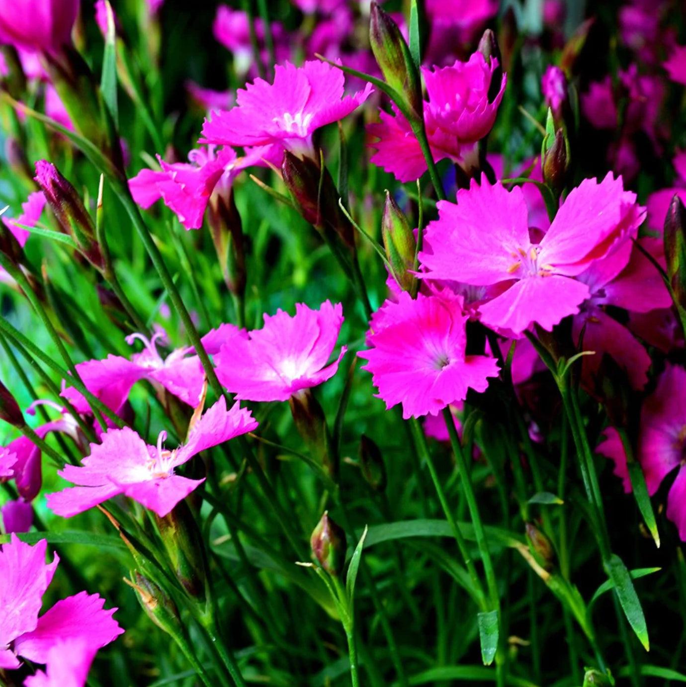 These delightful perennial forms a neat clump of grassy, grey-green foliage, providing an attractive backdrop for the star of the show – the fragrant, lilac-pink blooms that grace the plant throughout the summer. The alluring fragrance adds an extra sensory experience to your garden, attracting butterflies and bees. 