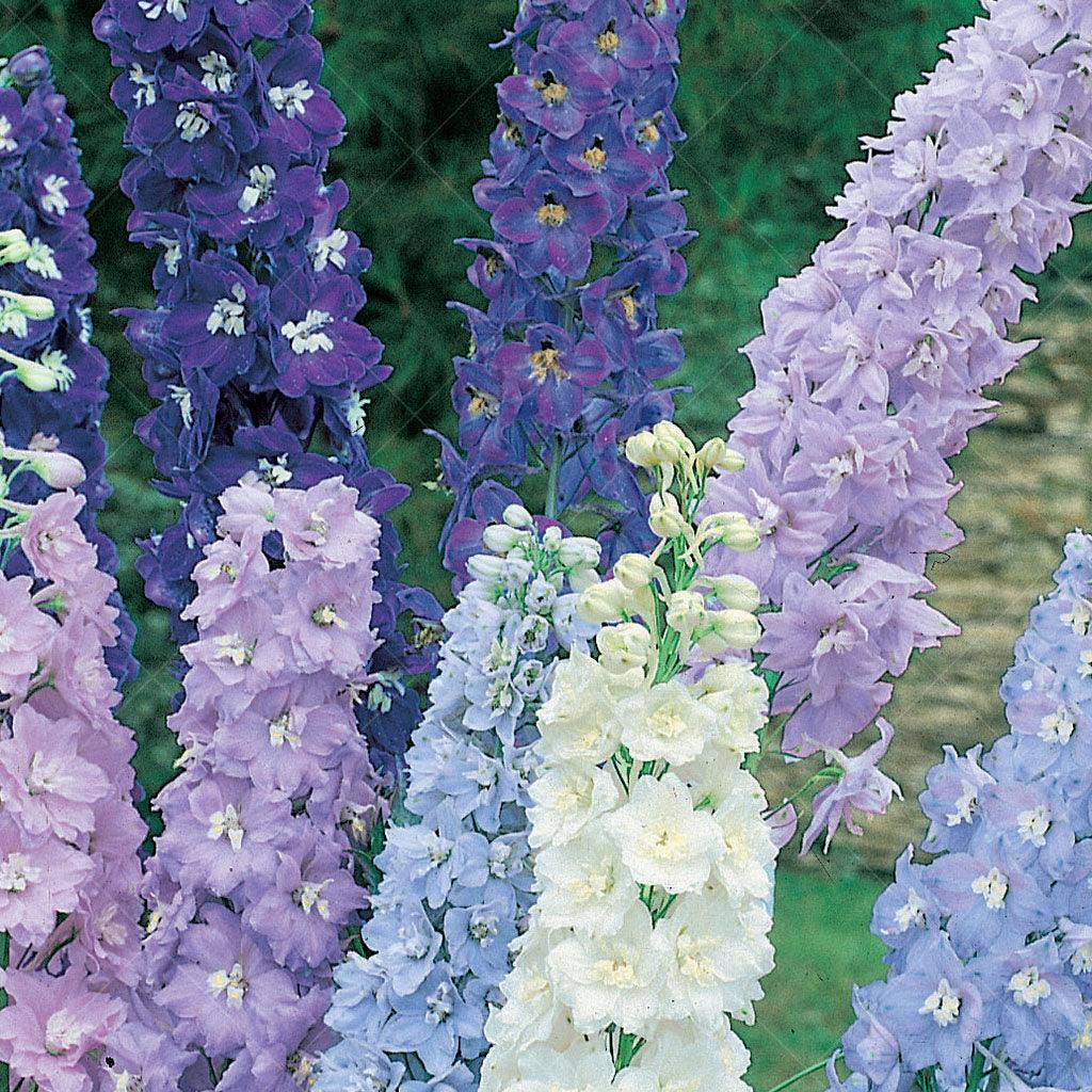 The Magic Fountains Mix Delphinium is a charming perennial that adds a touch of magic to any outdoor living space. This mix features low mounds of deeply cut green leaves, providing a lush and vibrant backdrop. Rising from this foliage are upright spikes adorned with satiny pink blossoms, each featuring a white eye at its center. These elegant flowers create a stunning display of color and texture in your garden.
