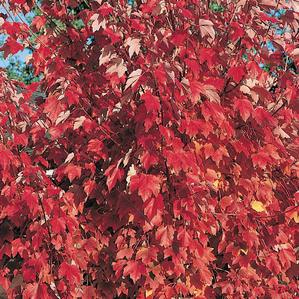 October Glory® Red Maple