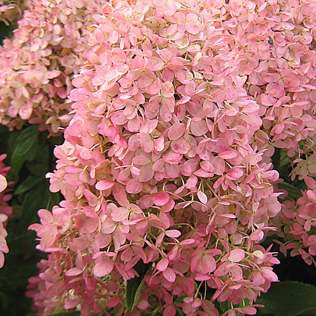 Magical® Candle Panicle Hydrangea
