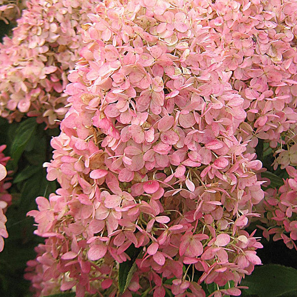 Solid velvet knit - VENEZIA - Hydrangea