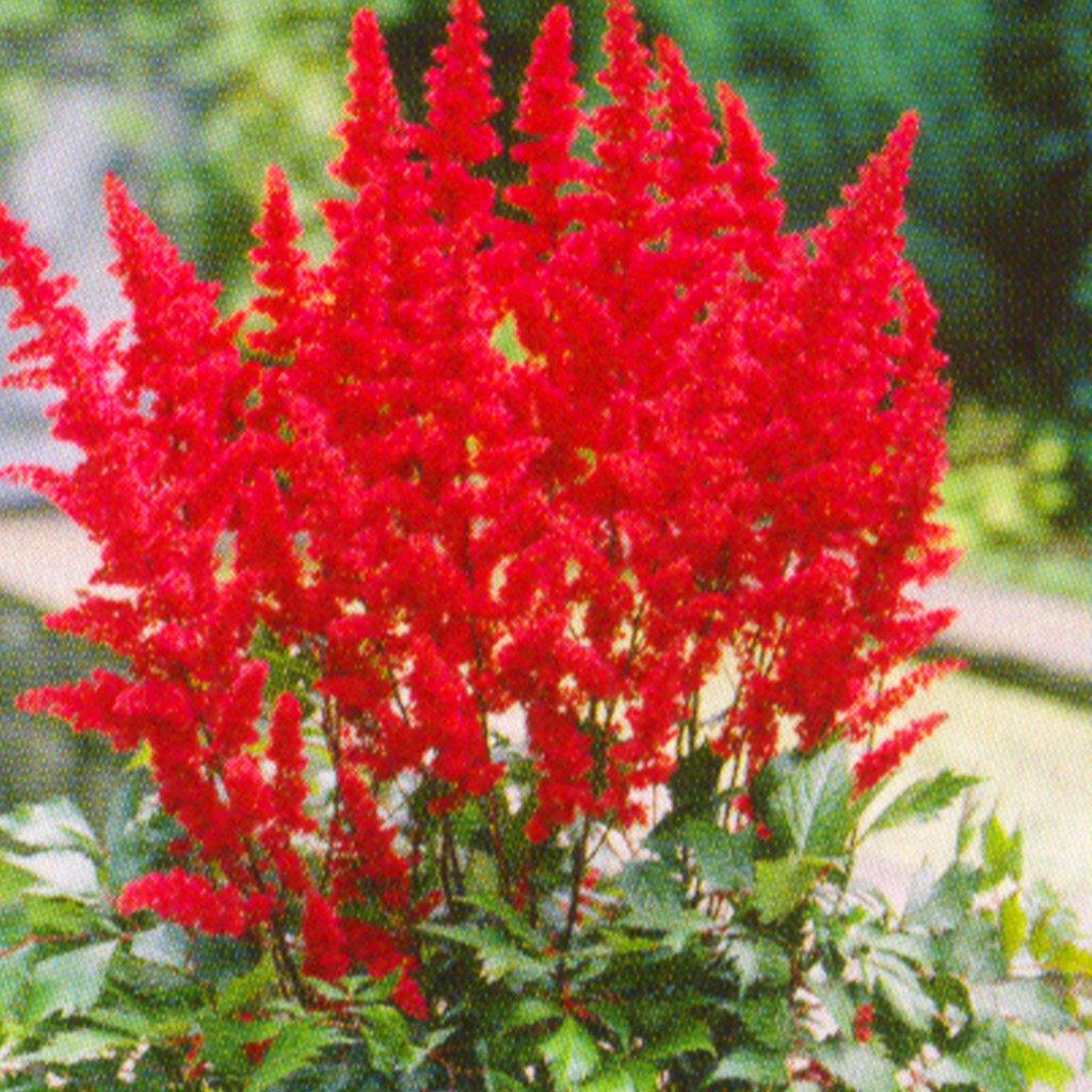 Vision In Red Astilbe  # 2 SGC Cont