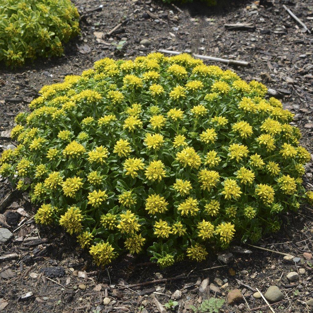 Little Miss Sunshine Stonecrop