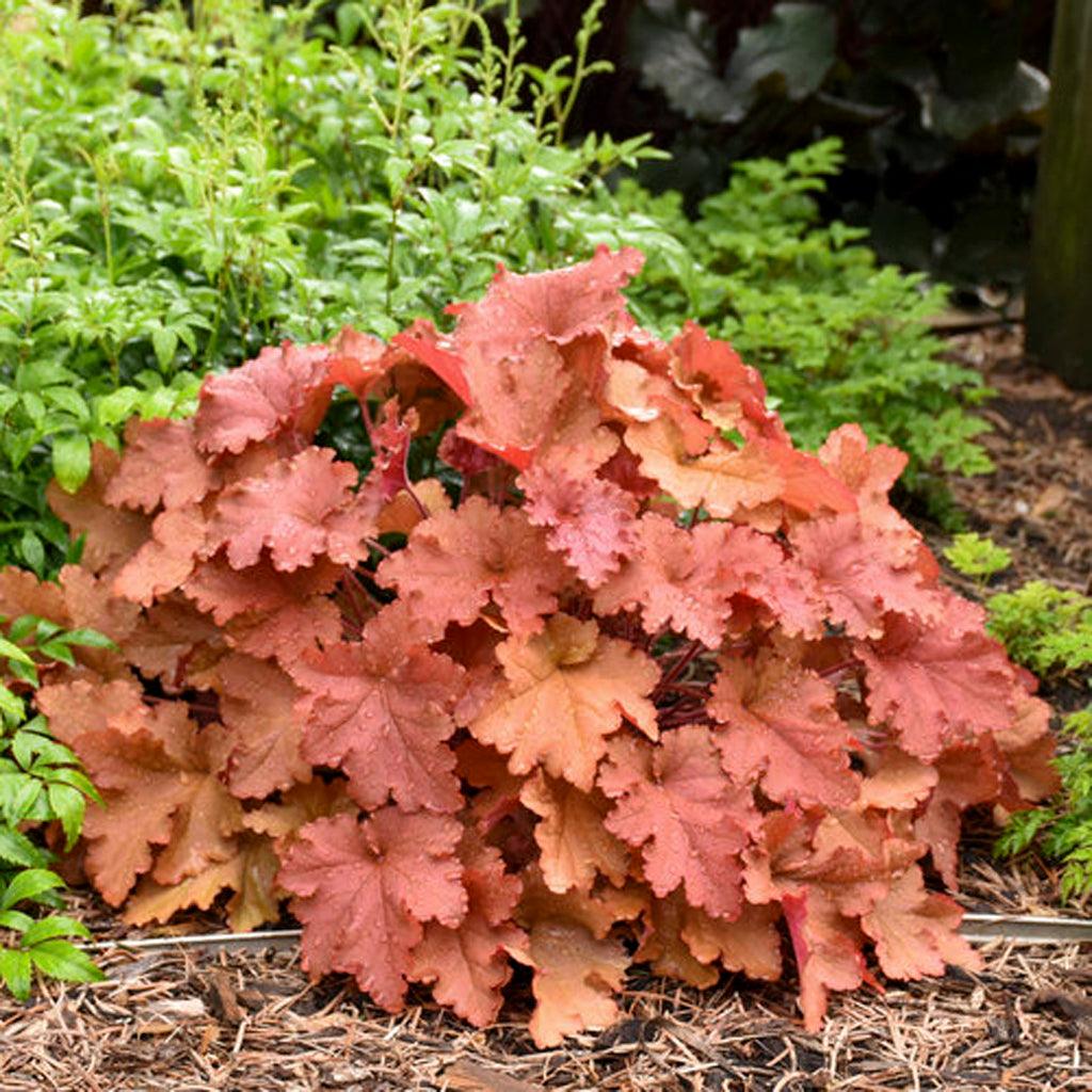 This coral bell variety showcases large apricot-orange ruffled leaves with a striking silvery overlay and vibrant pink undersides, creating a stunning display of color and texture. Complementing the foliage, it produces cream flowers, adding a delicate touch to the overall beauty of the plant. Attracting bees and butterflies, it brings life and movement to your outdoor space. Thriving in both sun and shade, it adapts well to different light conditions.