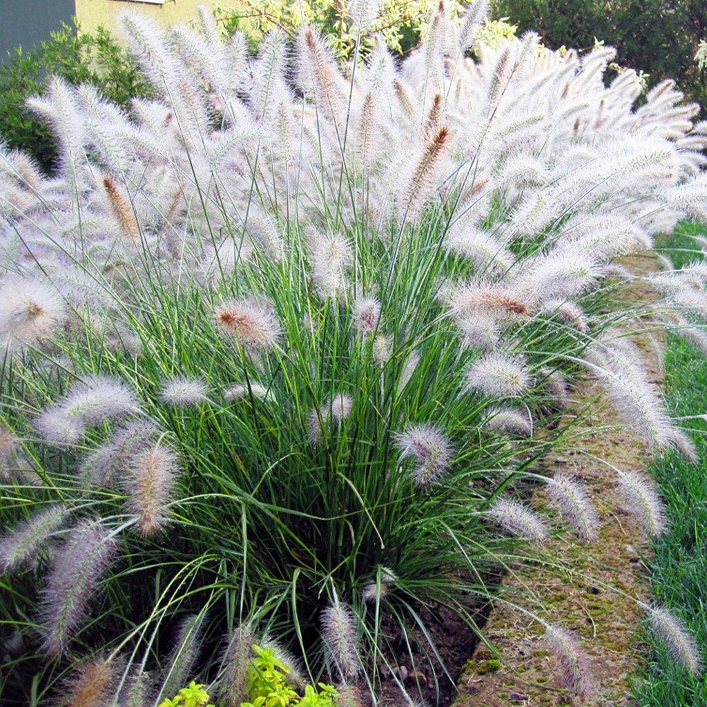 Hameln Fountain Grass  # 5 CG