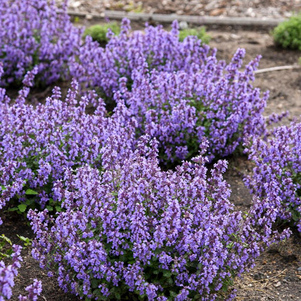 The Cat&#39;s Pajamas Catmint is a stunning perennial that showcases an abundance of indigo blue flowers. These beautiful blooms emerge from the soil and extend all the way to the tip of the plant, creating a captivating display. With its long blooming period, this Catmint ensures continuous floral interest in your garden. 