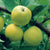 Yellow Transparent Apple Dwarf Tree