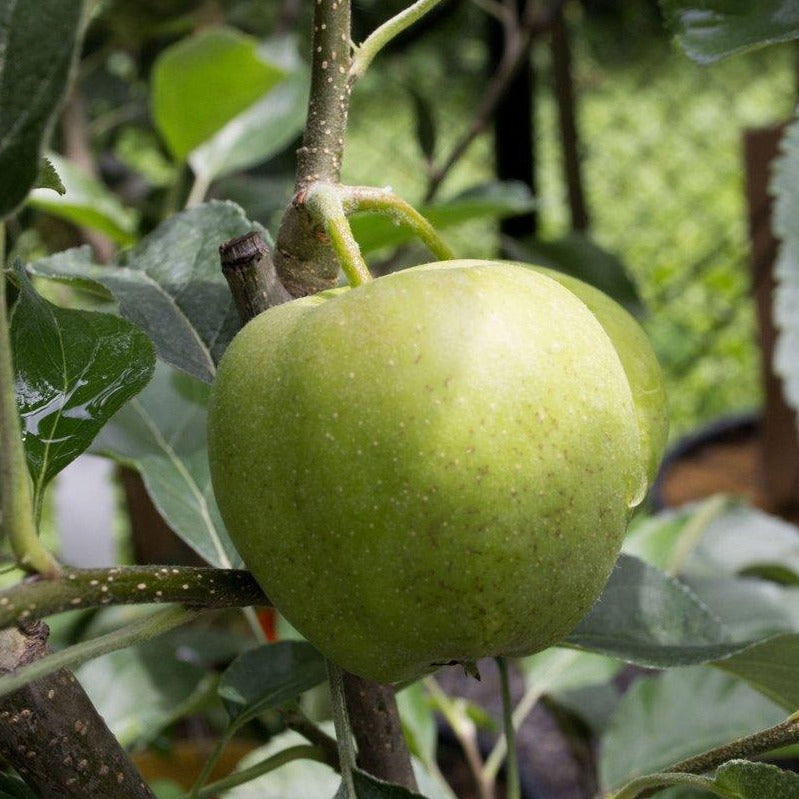 Honeycrisp„¢ Apple  (Dwarf)